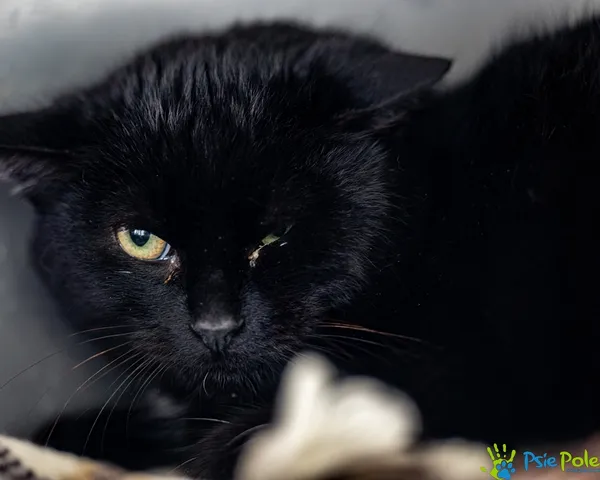 Kot do adopcji, Racławice, 21 listopada 2025 (2/4)