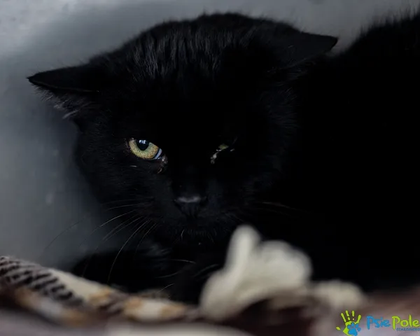 Kot do adopcji, Racławice, 21 listopada 2025 (3/4)