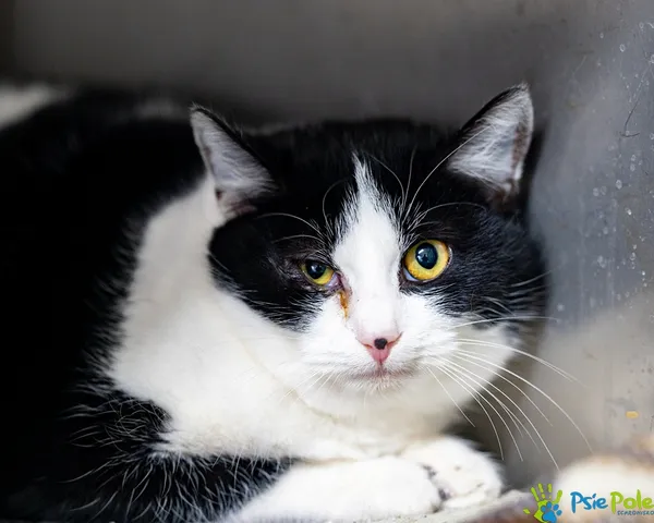 Kot do adopcji, Racławice, 21 listopada 2025 (1/3)