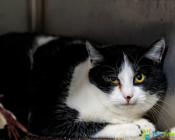 Kot do adopcji, Racławice, 21 listopada 2025 (2/3)