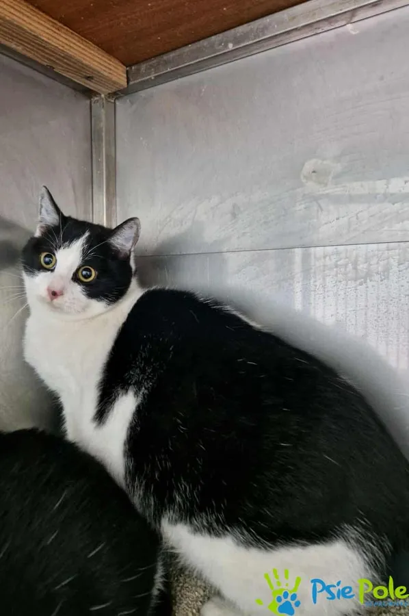 Kot do adopcji, Racławice, 21 listopada 2025 (3/3)