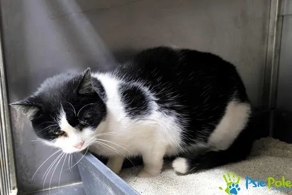 Kot do adopcji, Racławice, 20 listopada 2025