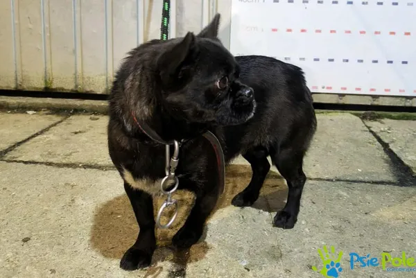 Pies do adopcji, Racławice, 19 listopada 2025 (3/3)