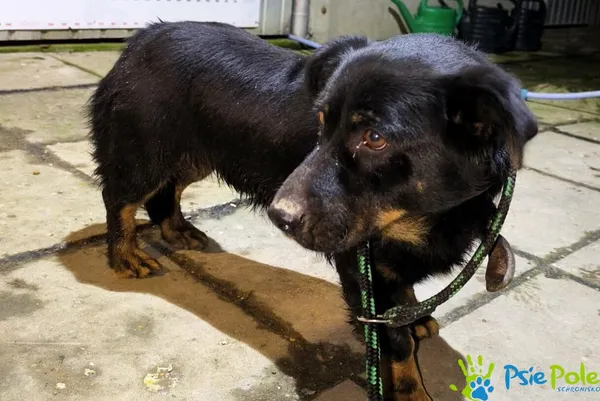Pies do adopcji, Racławice, 21 listopada 2025 (1/2)