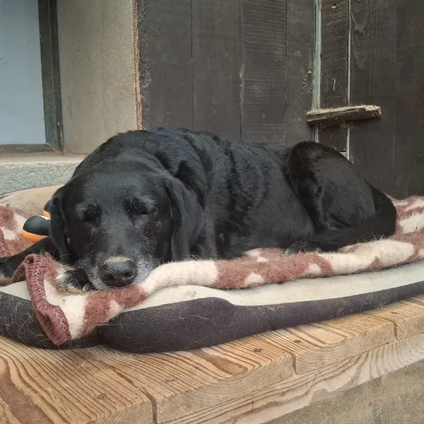 Pies do adopcji, Olsztyn, 1 listopada 2025 (3/4)