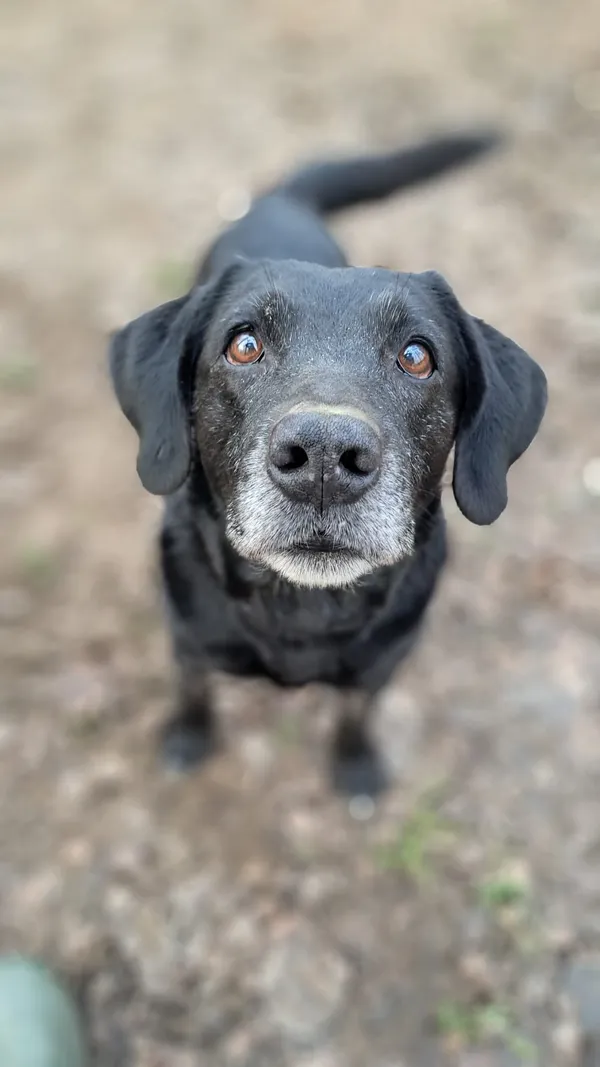 Pies do adopcji, Olsztyn, 1 listopada 2025 (1/5)