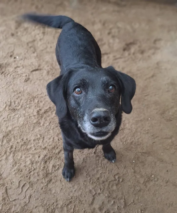 Pies do adopcji, Olsztyn, 1 listopada 2025 (4/5)