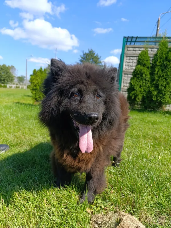 Pies do adopcji, Bełchatów, 26 lipca 2025 (1/5)