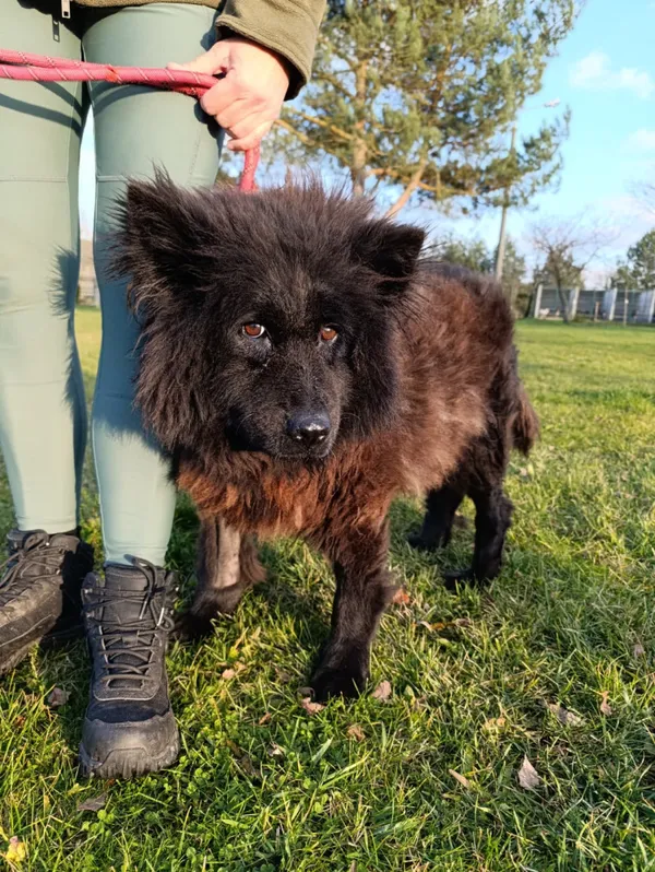 Pies do adopcji, Bełchatów, 26 lipca 2025 (3/5)