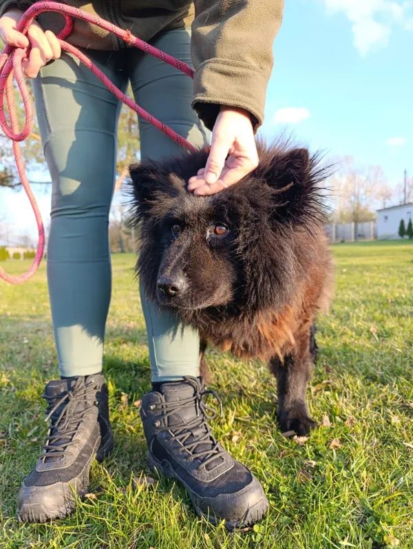 Pies do adopcji, Bełchatów, 26 lipca 2025 (4/5)