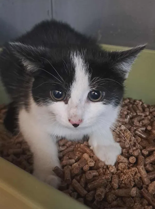 Kot do adopcji, Olsztyn, 22 listopada 2025