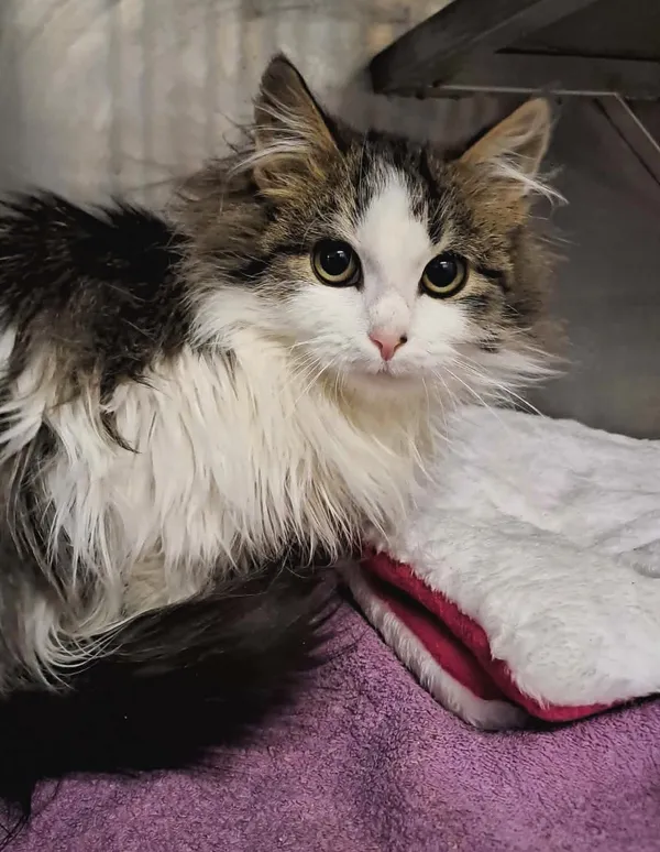 Kot do adopcji, Olsztyn, 20 listopada 2025 (1/3)