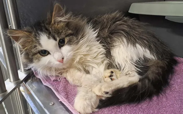 Kot do adopcji, Olsztyn, 20 listopada 2025 (2/3)