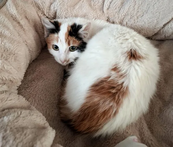 Kot do adopcji, Olsztyn, 20 listopada 2025