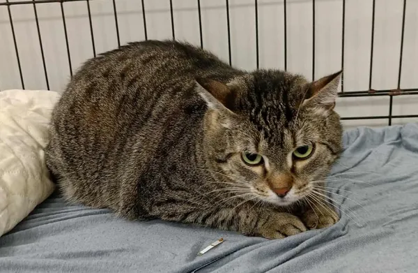 Znaleziono kota, Toruń, 24 listopada 2025