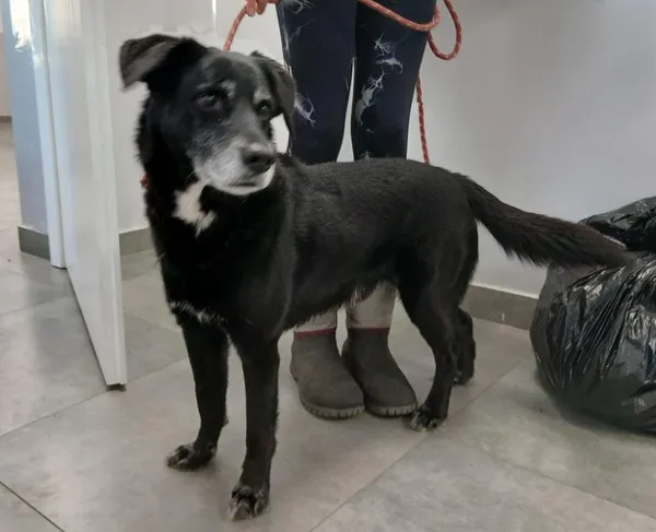 Znaleziono psa, Toruń, 22 listopada 2025