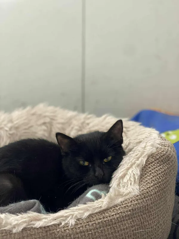 Znaleziono kota, Żywiec, 25 listopada 2025 (1/5)