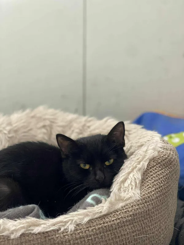 Znaleziono kota, Żywiec, 25 listopada 2025 (2/5)