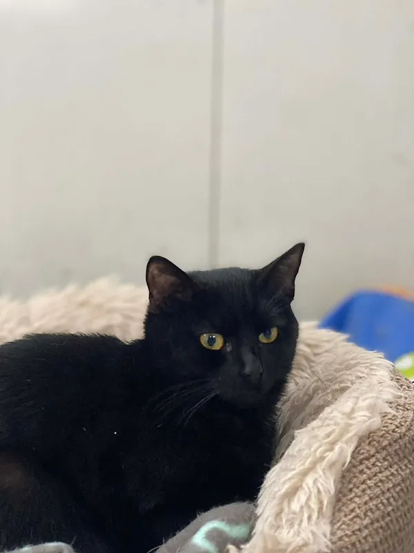 Znaleziono kota, Żywiec, 25 listopada 2025 (4/5)