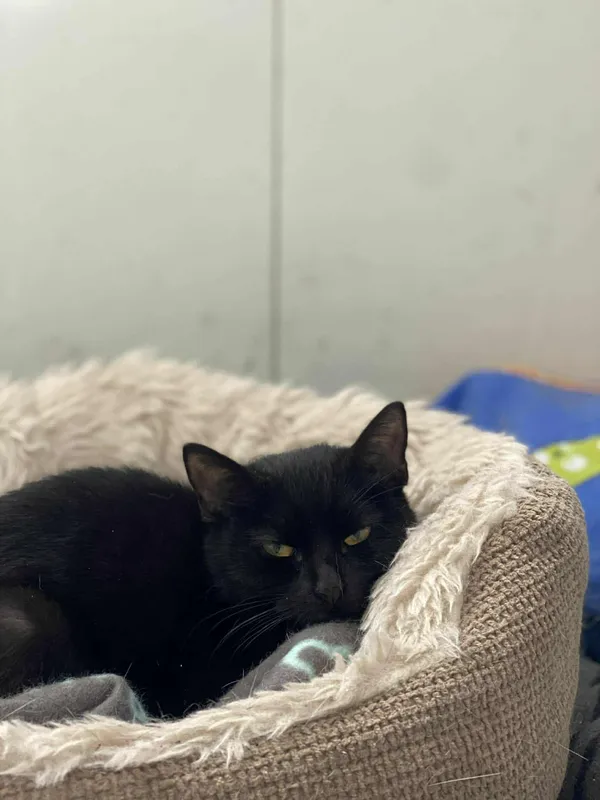 Znaleziono kota, Żywiec, 25 listopada 2025 (3/5)