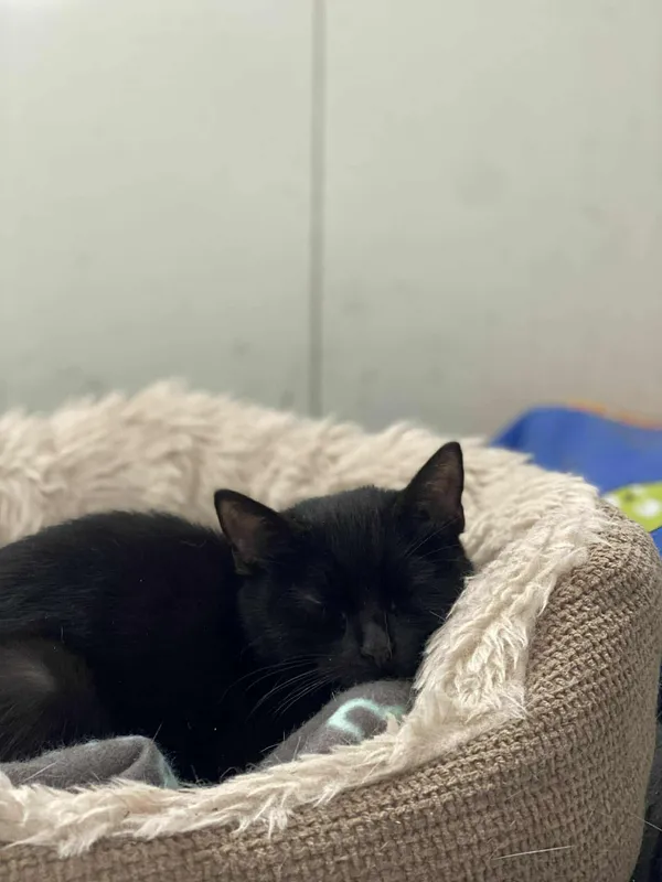 Znaleziono kota, Żywiec, 25 listopada 2025 (5/5)