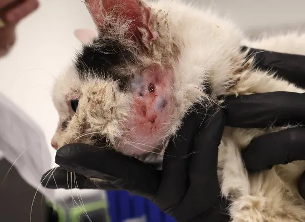 Znaleziono kota, Łódź, 25 listopada 2025 (4/4)