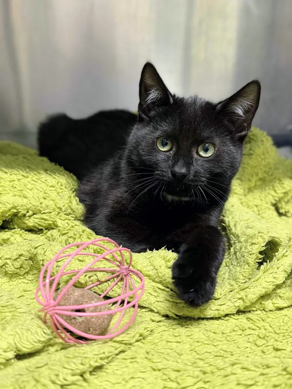 Kot do adopcji, Bydgoszcz, 25 listopada 2025 (1/5)