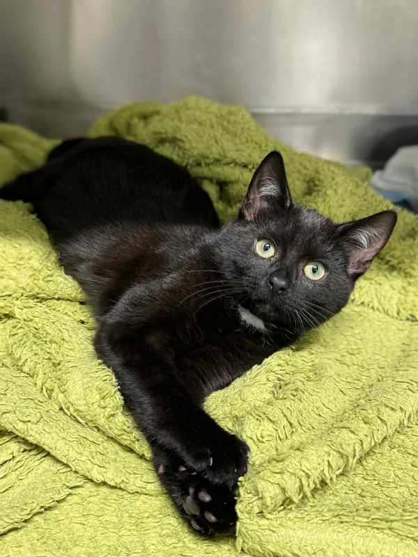 Kot do adopcji, Bydgoszcz, 25 listopada 2025 (2/5)