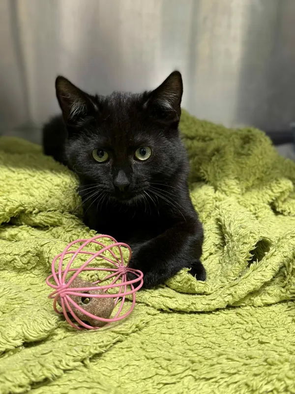 Kot do adopcji, Bydgoszcz, 25 listopada 2025 (3/5)