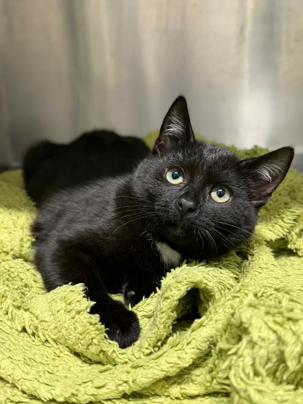 Kot do adopcji, Bydgoszcz, 25 listopada 2025 (4/5)