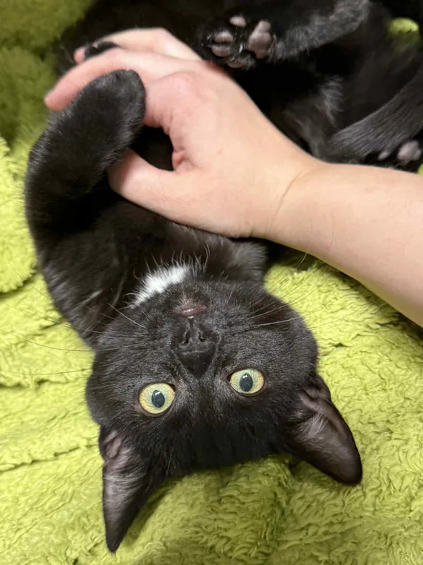 Kot do adopcji, Bydgoszcz, 25 listopada 2025 (5/5)