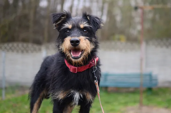 Pies do adopcji, Żary, 26 listopada 2025