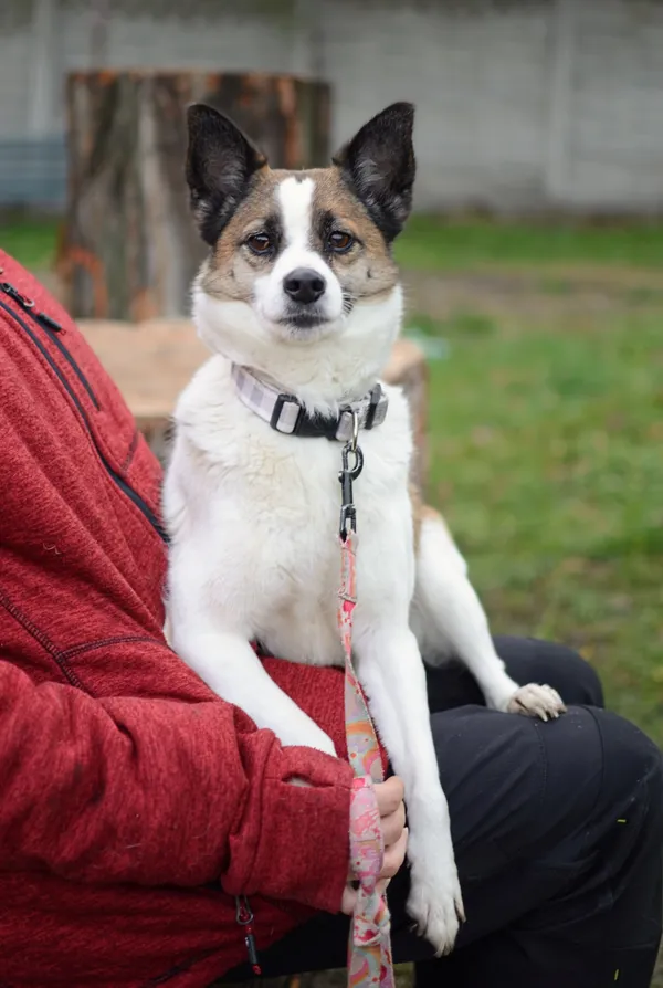 Pies do adopcji, Żary, 26 listopada 2025