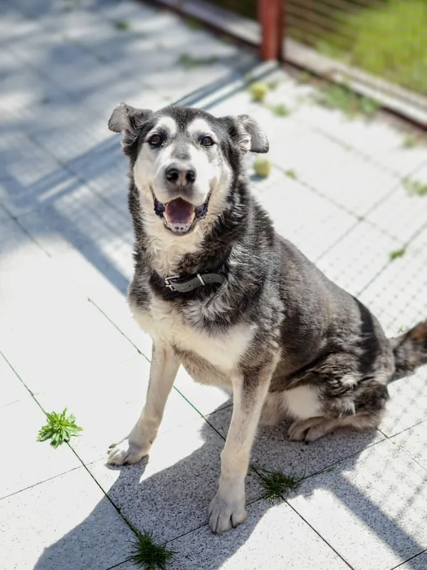 Pies do adopcji, Żary, 25 listopada 2025