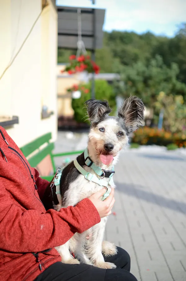Pies do adopcji, Żary, 25 listopada 2025