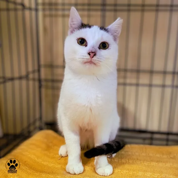 Kot do adopcji, Gdynia, 26 listopada 2025 (2/5)