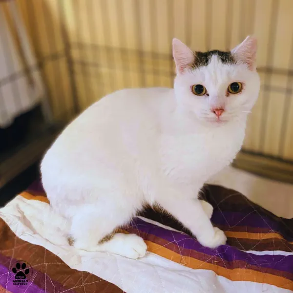 Kot do adopcji, Gdynia, 26 listopada 2025 (4/5)