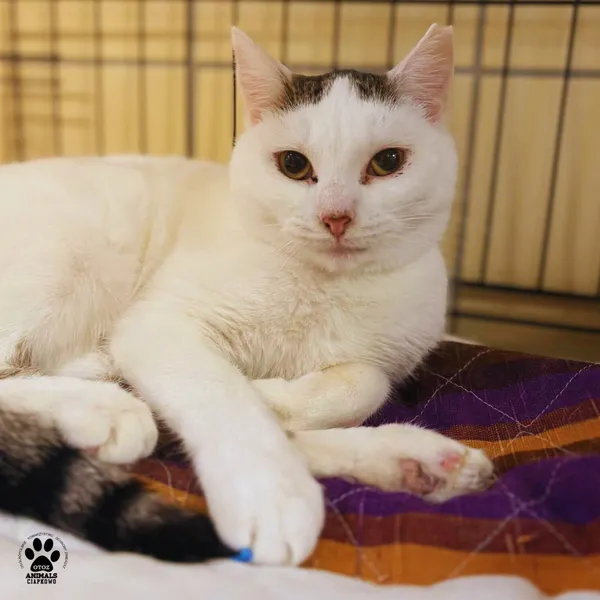 Kot do adopcji, Gdynia, 26 listopada 2025 (5/5)