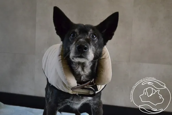 Pies do adopcji, Chełmek, 8 maja 2025
