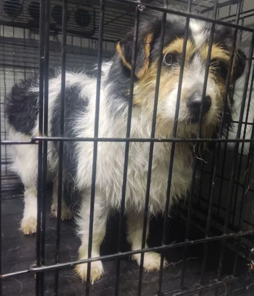 Znaleziono psa, Radom, 25 listopada 2025