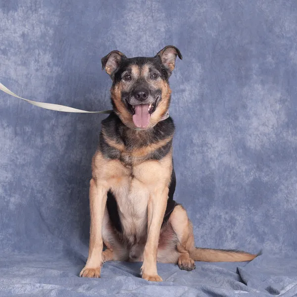 Pies do adopcji, Gdańsk, 26 listopada 2025