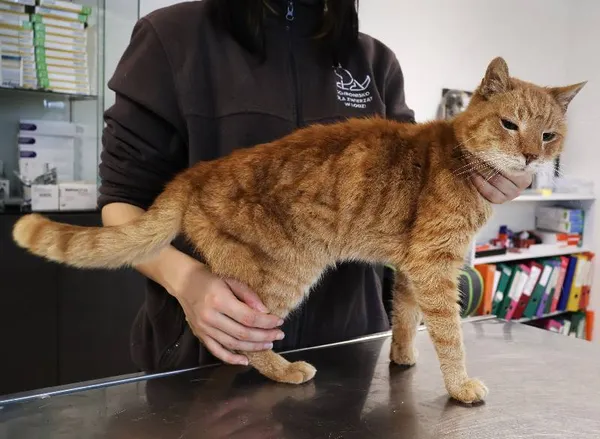 Znaleziono kota, Łódź, 26 listopada 2025 (1/2)