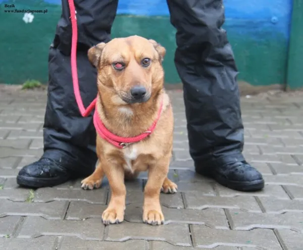 Pies do adopcji, Nowy Dwór Mazowiecki, 26 listopada 2025 (1/5)