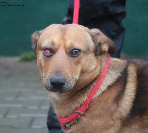 Pies do adopcji, Nowy Dwór Mazowiecki, 26 listopada 2025 (2/5)