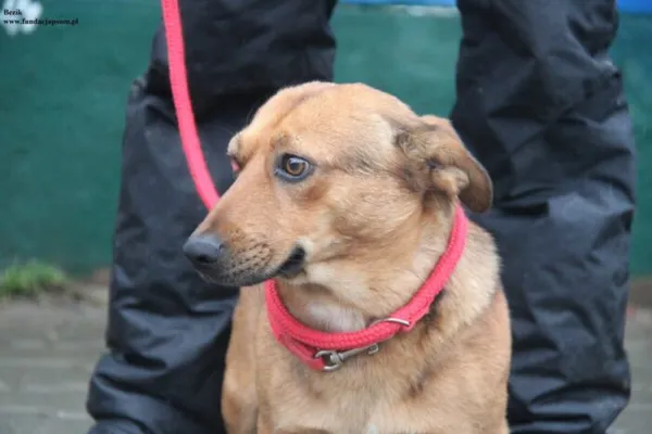 Pies do adopcji, Nowy Dwór Mazowiecki, 26 listopada 2025 (3/5)