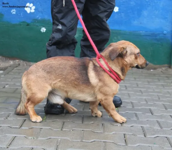 Pies do adopcji, Nowy Dwór Mazowiecki, 26 listopada 2025 (4/5)