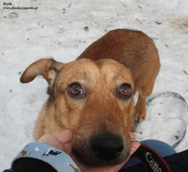 Pies do adopcji, Nowy Dwór Mazowiecki, 26 listopada 2025 (1/5)
