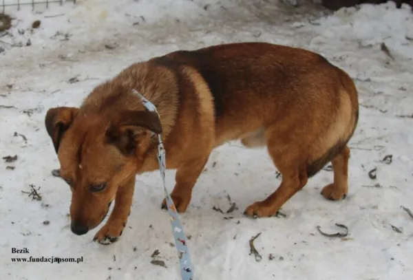 Pies do adopcji, Nowy Dwór Mazowiecki, 26 listopada 2025 (2/5)