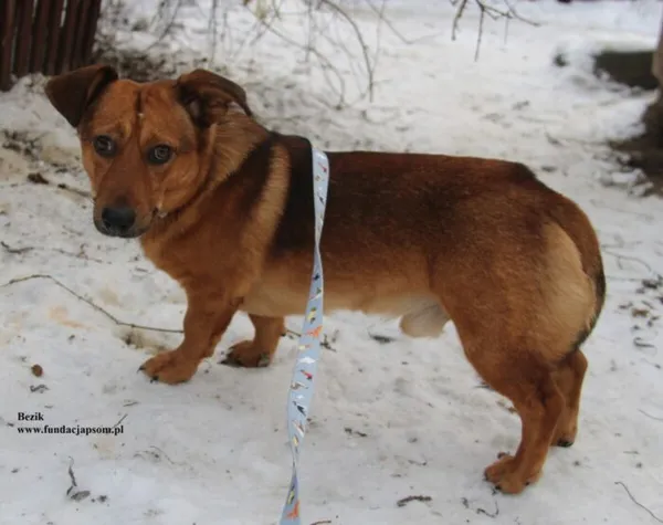 Pies do adopcji, Nowy Dwór Mazowiecki, 26 listopada 2025 (3/5)