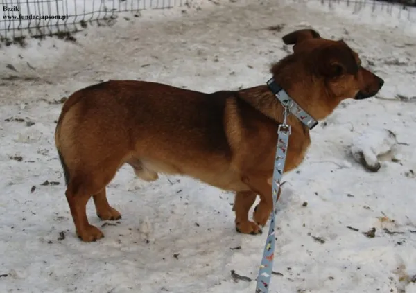 Pies do adopcji, Nowy Dwór Mazowiecki, 26 listopada 2025 (5/5)